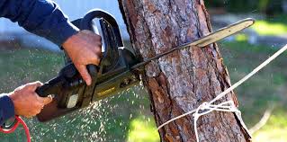 Best Leaf Removal  in Brown Station, MD