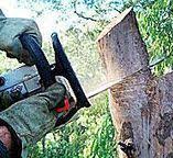 Best Utility Line Clearance  in Brown Station, MD