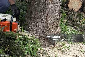 Best Tree Preservation Services  in Brown Station, MD