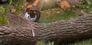 Best Tree Removal  in Brown Station, MD