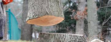 Best Tree Trimming and Pruning  in Brown Station, MD