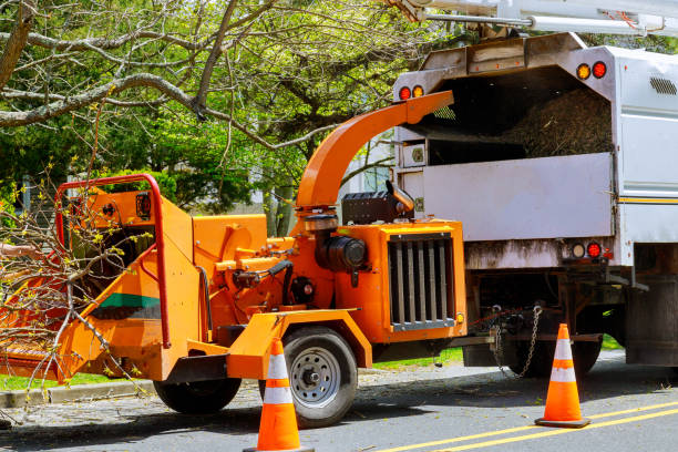 Best Tree Maintenance Programs  in Brown Station, MD