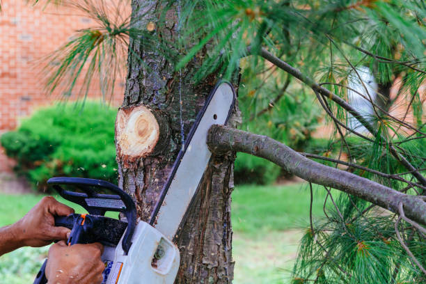 Best Palm Tree Trimming  in Brown Station, MD